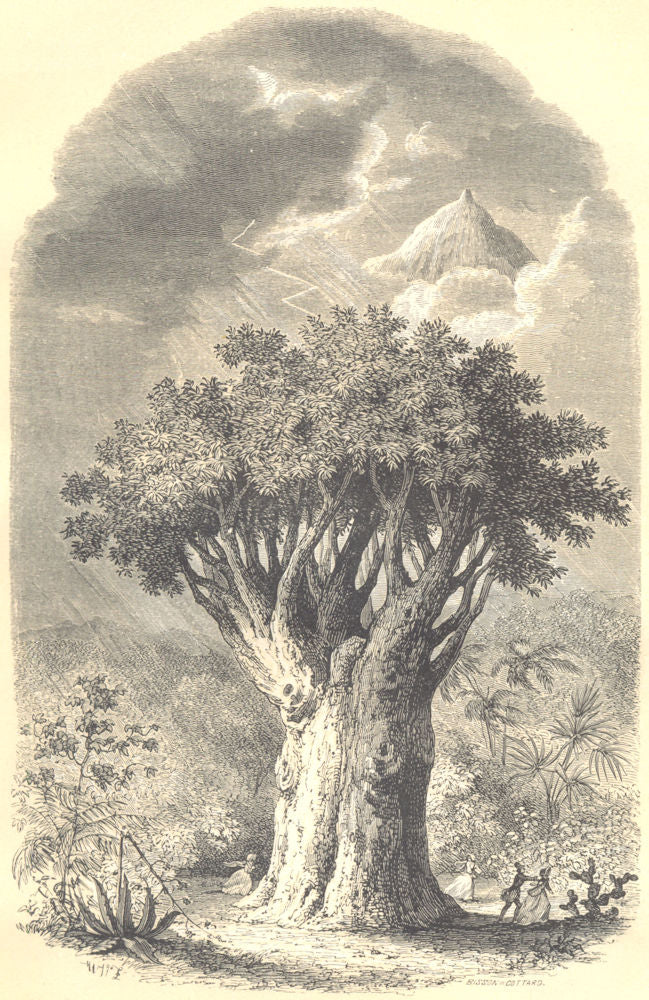 BOTANICALS. Dragonier de L'orotava. Dracoena draco (Smilacinées) ` 1852 print